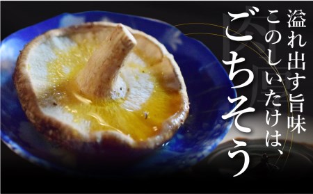 《先行予約》 肉厚 しいたけ 1.1kg / しいたけ 野菜 訳あり