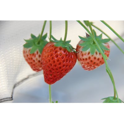 紅ほっぺセット(8パック)【配送不可地域：離島・北海道・沖縄県・四国・九州】【1676931】