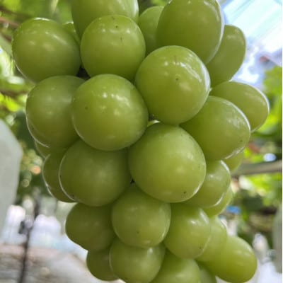 【本場山梨の旬を堪能】今逃せば1年待ちの幻のハウスオブシャインマスカット2025年6月中旬発送【配送不可地域：離島】