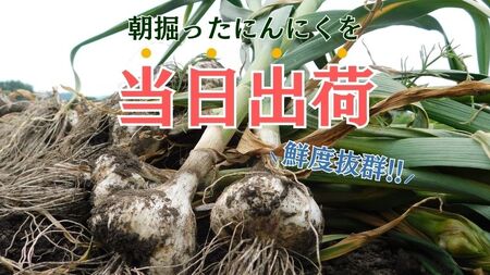 令和8年産朝採り直送！田子（たっこ）生にんにく約1kg（青森県田子町産にんにくM～Lサイズ混合）