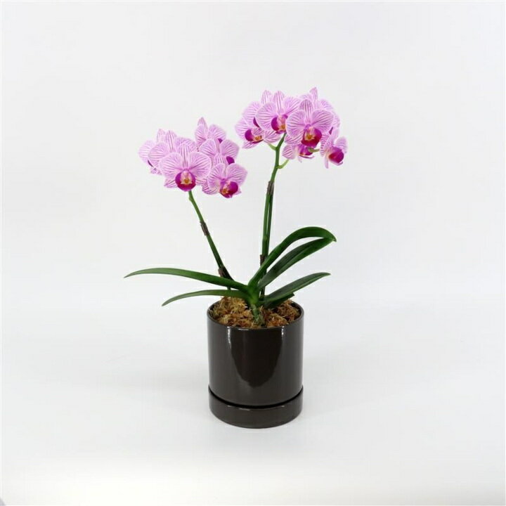 【ふるさと納税】三木市で育てた大和ハウスのミニ胡蝶蘭 COCOLAN ベーシック（2本立ち） 【お花の色お任せ】