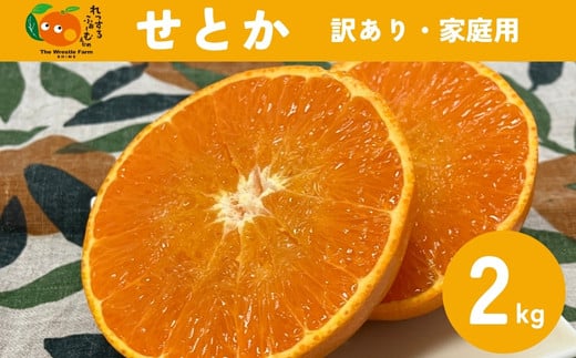 せとか みかん 2kg ご家庭用 傷あり レッスルファーム 愛媛 【2026年1月下旬順次発送】 先行予約 数量限定 おすすめ 美味しい おいしい グルメ フルーツ くだもの 愛媛県産 人気 柑橘 伊予市 ｜ A105