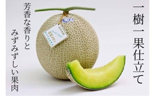 アローマメロン 1玉 1.4〜1.8kg 白 静岡 美味しい おいしさ 甘さ 糖度 香り 食べ頃 フルーツ 果物 くだもの 品種 贈答用 プレゼント メロン 美容 ギフト 人気 果物 おすすめ スイーツ デザート 健康 めろん マスクメロン 静岡県 温室 農業 協同 組合 果実 栽培 産地直送 日光 極実屋 温室 静岡県 牧之原市 ギフト 贈答用 プレゼント 贈答 KIWAMIYA 産地直送