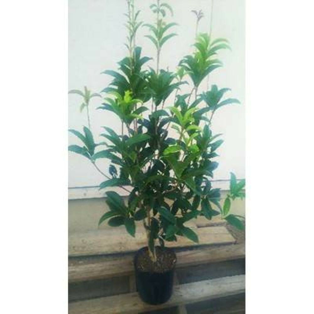 【ふるさと納税】四季咲き木犀(モクセイ)樹高約1m 取扱説明書付き | フラワー 植物 プラント 植木 園芸 ガーデニング人気 おすすめ 送料無料