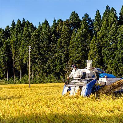ふるさと納税 十日町市 【毎月定期便】魚沼産こだわり従来コシヒカリ【合計240kg】毎月20kg全12回 |  | 01