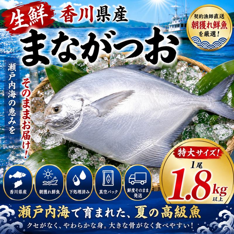 生鮮 香川県産 まながつお 1尾 1.8kg以上 マナガツオ 真魚鰹 真名鰹 魚 魚介 魚介類 冷蔵 香川 香川県