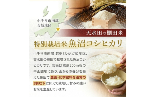 【12か月定期便 魚沼産コシヒカリ 錦鯉デザイン】令和8年産 新米 コシヒカリ 特別栽培米 棚田米 精米 合計60kg（5kg×毎月お届け全12回） 錦鯉発祥の地・小千谷 | 魚沼産こしひかり 魚沼コ