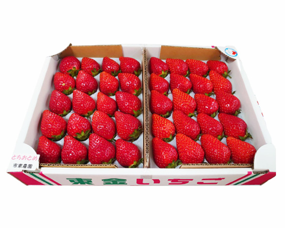 【市東農園のいちご】とちおとめ　約900g