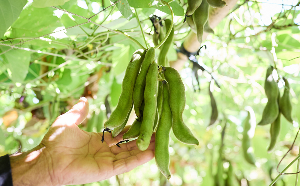 数量限定 トマト豆ゼリー 10本 お試しセット｜高知県日高村産 フルーツトマト×土佐八升豆 GABA 栄養ゼリー