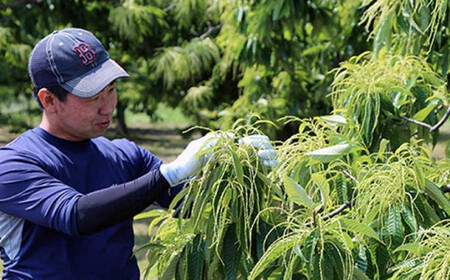  熟成小布施栗 約1kg ［おぶせファーマーズ］ 果物 フルーツ 生栗 くり 長野県産 信州産 令和7年産 【2025年10月下旬～11月下旬発送】 