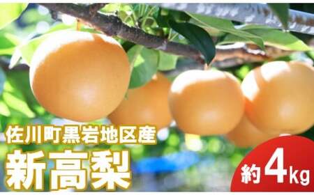 新高梨（約４kg／４～６玉入）【期間限定】　2026年秋発送