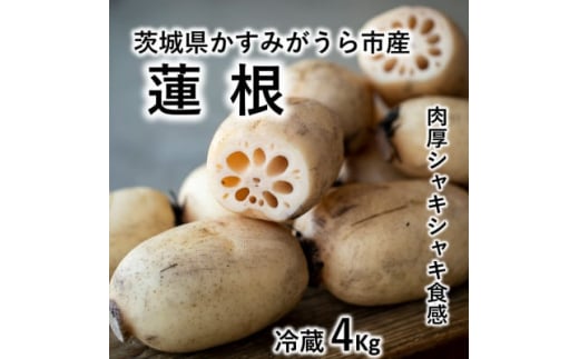 
肉厚でシャキシャキの食感と甘みが特徴　　掘りたて れんこん　4Kg(4～7本)【1336120】
