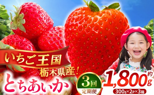 【先行予約】【期間限定】定期3回 那珂川町産とちあいか 約300g×2×3 | いちご とちあいか ジューシー フルーティー 大きい 新鮮 甘い 美味しい 果物 共通返礼品 フルーツ デザート 栃木県 那珂川町 送料無料