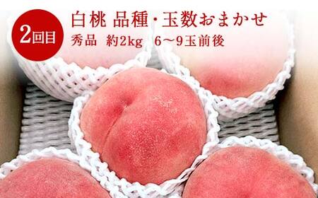 ≪数量限定 期間限定≫2025年先行予約【山形代表フルーツ定期便】 3回定期便 FSY-1199