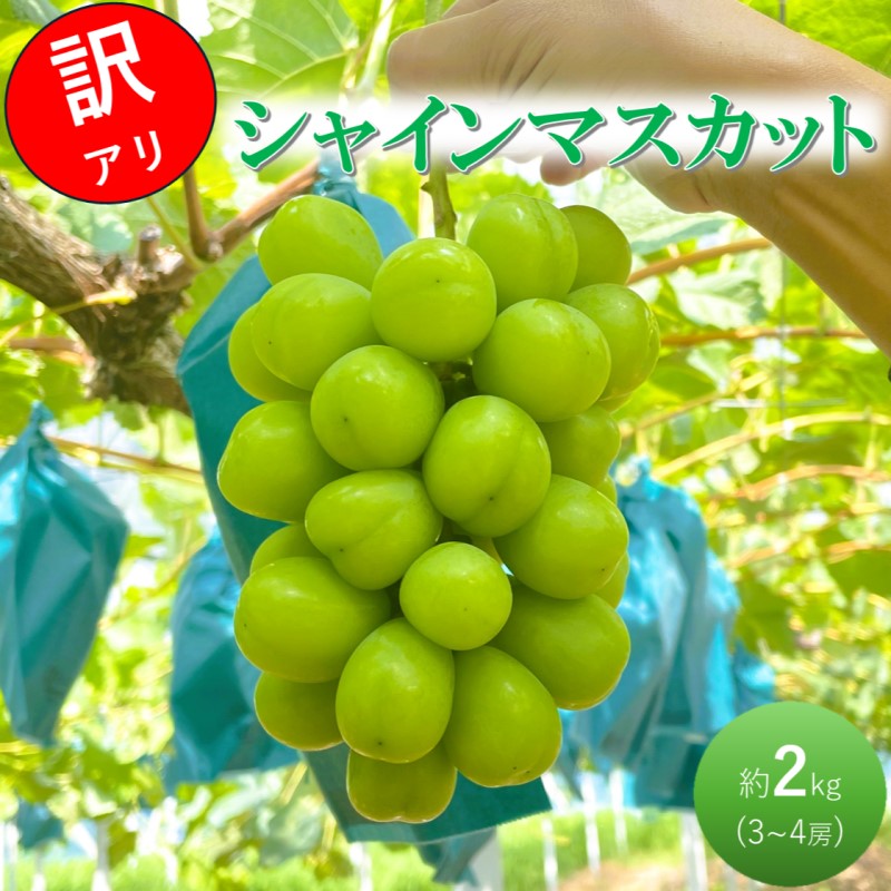 早期受付 ぶどう シャインマスカット 3～4房 約2kg 岡山県高梁市産 うめづぶどう園 化粧箱入り 葡萄 ブドウ 訳あり