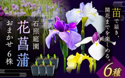 【4月〜11月発送】花しょうぶ（ジャパン アイリス）の苗 おまかせ6株 島根県雲南市/石照庭園 [AIAC001]