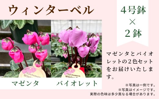 【カラー：マゼンタ×バイオレット】農林水産大臣賞受賞  愛知県産 シクラメン ４号鉢×２鉢 ウィンターベル 花 生花  マゼンタ バイオレット プレゼント 贈り物 鉢花 鉢 ガーデン ガーデニング 高品質 クリスマス -278