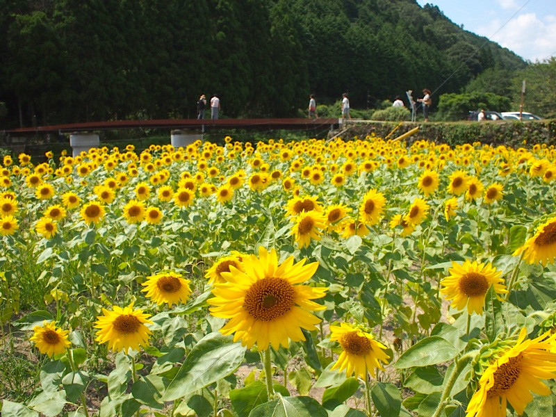 西日本最大級となる57万本のひまわり畑。栽培期間中、農薬不使用です。