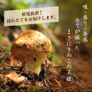 信州産「天然松茸」（約440g/4～16本）