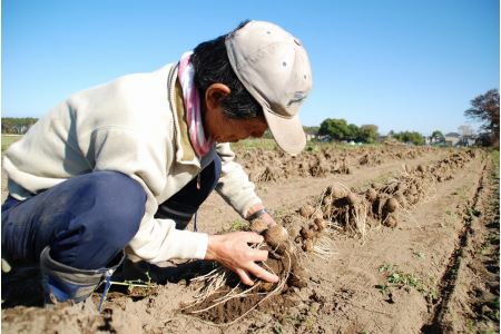 聖籠産 砂里芋（さりいも）2L 5kg【JA北新潟ブランド里芋】2024年11月中旬頃～発送予定