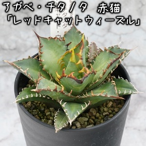 アガベ・チタノタ 「レッドキャット・ウィーズル」 3.5号鉢 四国ガーデン 人気 多肉植物 インテリア 観葉植物 グリーン リラックス | B448