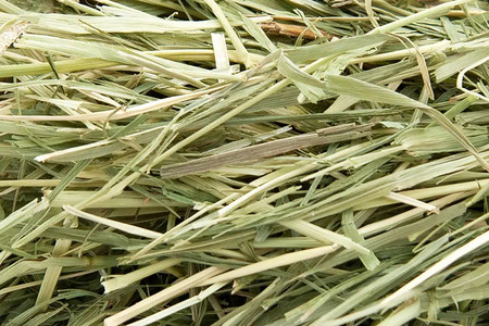 スーパープレミアムホースチモシー 1.5kg マルチストッカー27L（中）入