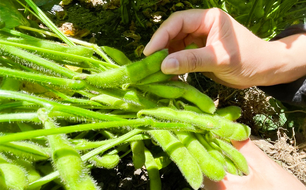 枝豆 湯あがり娘 約1.6kg （約200g×8袋） 【2024年6月下旬～7月下旬発送予定】 野菜 豆 えだまめ おつまみ おやつ 旬 旬の野菜 旬の食材 国産 小分け 個包装 静岡 静岡県産 静岡