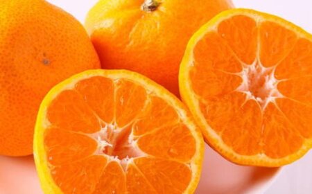 【訳あり・ご家庭用】和歌山由良町産のみかん約10kg（サイズおまかせ）/果物 くだもの フルーツ 蜜柑 みかん 【tec878B】