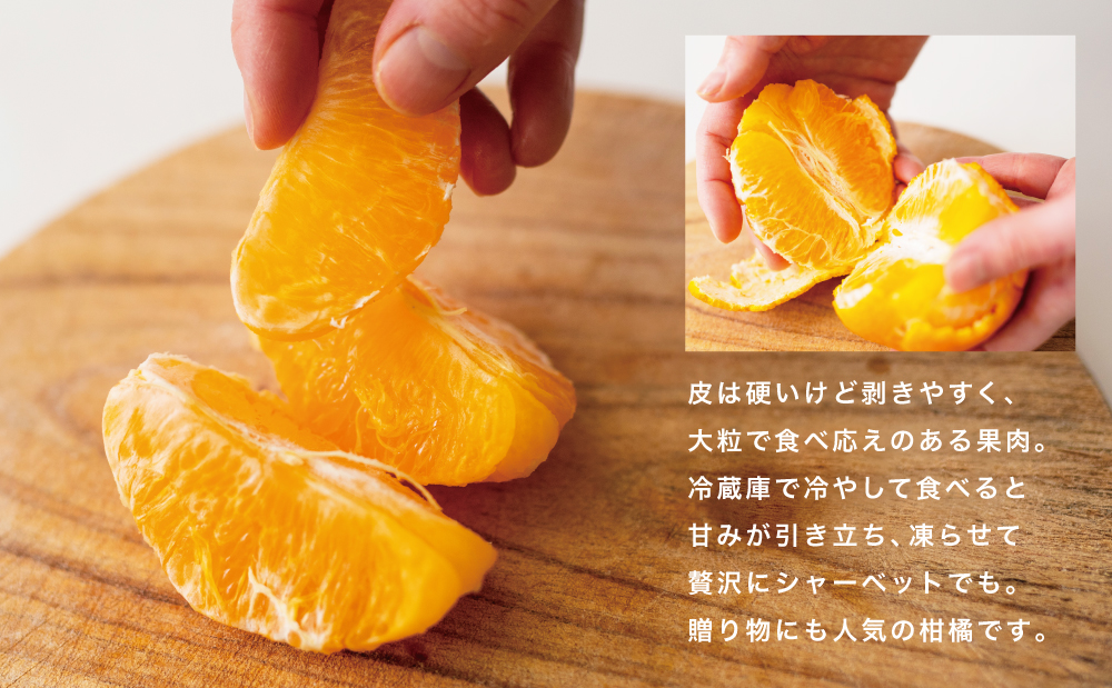 【至高の熟成柑橘】「薩摩の紅桜（不知火）」3Lサイズ12玉 ［数量・期間 限定 ］ 熟成 柑橘 みかん 長期貯蔵 しらぬい 不知火 先行予約 先行受付 国産 果実 果物 くだもの フルーツ 果肉 果汁