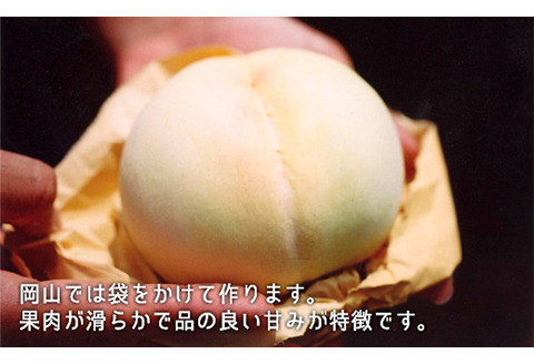 岡山県産「白桃・ニューピオーネ」詰合せ 約1.0kg