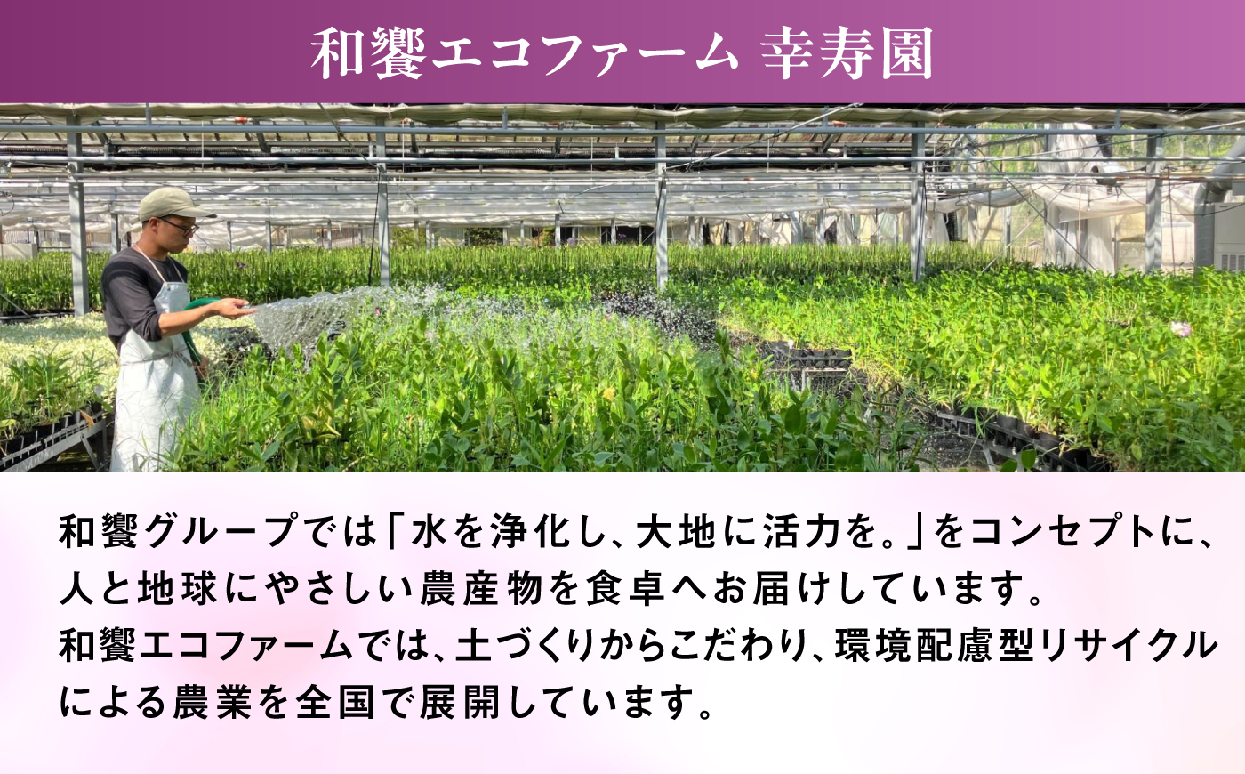 【お中元対象】【10セット限定】デンファレ（洋蘭）10本立ち 糸島市 / 和饗エコファーム [AVI001]