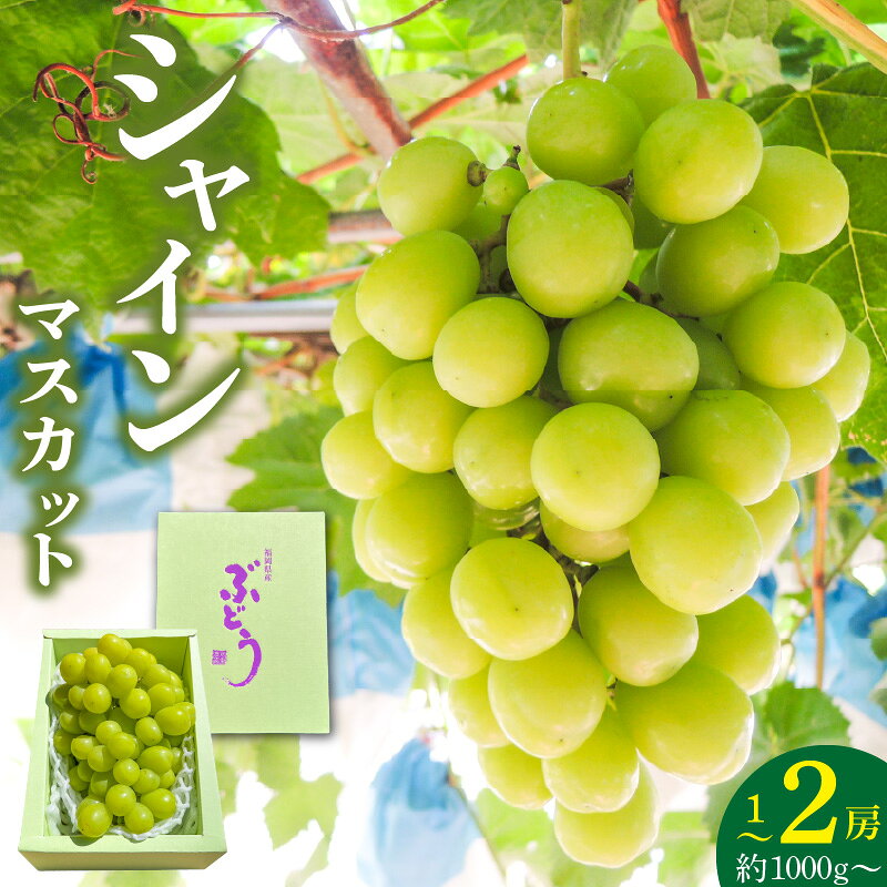 【ふるさと納税】【2026年8月以降お届け】 シャインマスカット 1房 ～ 2房 約1000g 酸味 甘み 美味しい 皮 薄い 食べやすい 冷蔵 フルーツ 果物 ぶどう シャイン マスカット 国産 おやつ デザート お取り寄せ お取り寄せグルメ 福岡県 久留米市 送料無料