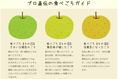 【2026年 先行予約】二十世紀梨 2kg 進物用｜鳥取 山根農園 梨 2026年収穫後【41063】