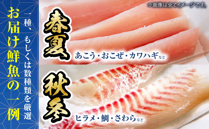 【下処理済み・冷蔵】 おまかせ！天然鮮魚3人前　愛媛県大洲市/天然活魚　濱　屋 [AGBP008]魚介類 魚料理 刺身 パスタ 海 海釣り 料理 海鮮 シーフード 鮮魚 日本酒 ランチ 寿司  海の幸