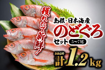 鮮魚セットF のどぐろ 5～7尾 計約1.2kg【YM-6】｜のどぐろ ノドグロ 魚 さかな 焼き魚 島根 山陰 日本海産 魚介類 魚貝類 海産 海産物 おかず 下処理済 煮付け 刺身 さしみ 鮮魚 新鮮 送料無料 魚 海鮮 のどぐろ ノドグロ 魚介類 魚 海鮮 のどぐろ ノドグロ 魚介類 魚 海鮮 のどぐろ ノドグロ 魚介類 魚 海鮮 のどぐろ ノドグロ 魚介類｜　お届け：８月下旬～翌年5月末(6月～8月下旬まで禁漁のため)