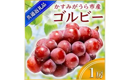 ゴルビー 1房 ＜2026年9月上旬より順次発送予定＞ (県内共通返礼品:かすみがうら市産)  フルーツ 果物 くだもの ぶどう ブドウ 葡萄 新鮮 季節限定 旬 旬の果物 季節の果物 茨城 (BR042)