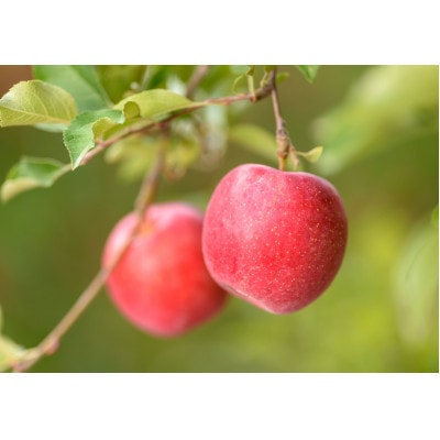 【26年10月より順次発送】平均糖度13度以上! 早生ふじ 約10kg 訳あり 青森りんご【配送不可地域：沖縄県】