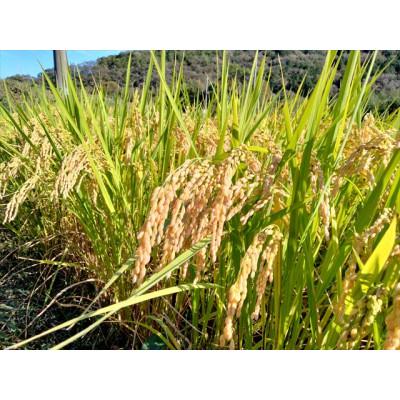 ふるさと納税 上郡町 【栽培期間中農薬不使用】『タガメの里・自然米』2025年産「ぴかまる」白米5kg |  | 02