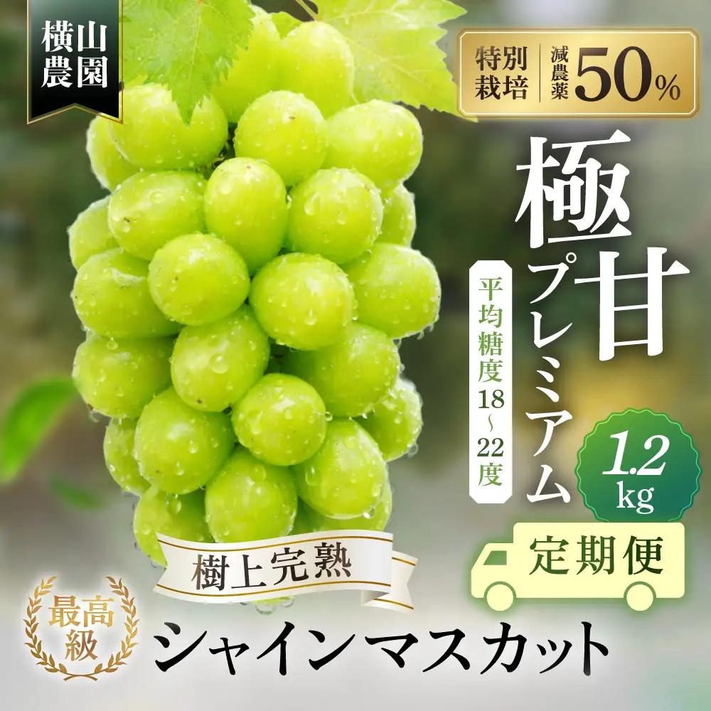 【先行予約】定期便　樹上完熟 シャインマスカット（特別栽培）1.2㎏／2房　3回 山梨シャインマスカット