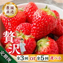 【ふるさと納税】【定期便3回 or 5回】選べる いちご贅沢 定期便 5回 紅ほっぺ 450g 1kg しあわせ苺 サイズ バラバラ 訳あり 訳アリ 含む 農園直送 [mt198] フルーツ 苺 イチゴ 人気 本巣市 果物 2024年-2025年 先行予約 62000円