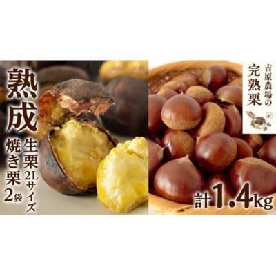 ふるさと納税 筑西市 【 吉原農場 の 完熟栗 】  熟成 生栗 1kg 2Lサイズ ・ 焼き栗 2袋 セット