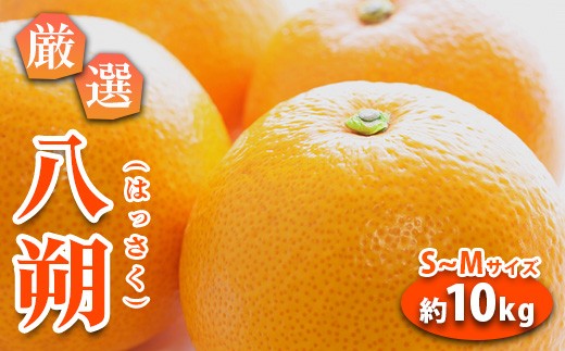 みかん 八朔 厳選 S~Mサイズ 約10kg｜GOGO農園 和歌山県 日高川町 はっさく みかん 柑橘 蜜柑 フルーツ 送料無料