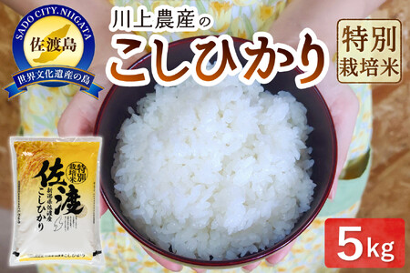 令和7年産 佐渡 川上農産のコシヒカリ（5kg）