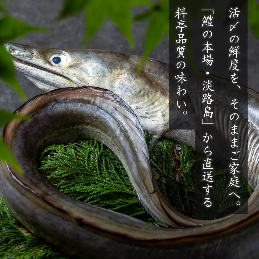 活〆淡路島産 鱧 （はも） 骨切り 【鮮度自慢】 1kg（500ｇ×2袋） 冷凍