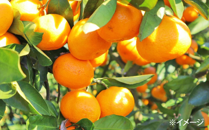 【2025年10月下旬～発送】【2回定期便】温州みかん 食べ比べ 10kg×2回 / みかん 青島みかん ミカン 蜜柑 甘い フルーツ 果物 / 南島原市 / 蜜柑屋まつお [SCQ004]