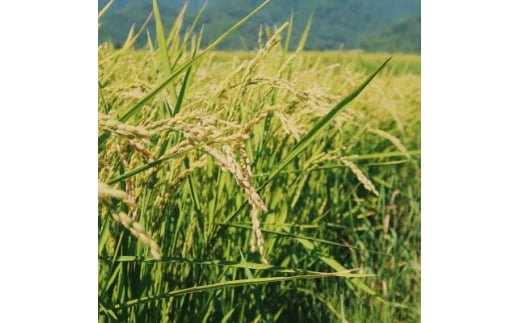 令和7年産米　富良野産　栽培期間出来るだけ農薬を減らして作った　おぼろづき　10kg【1359798】