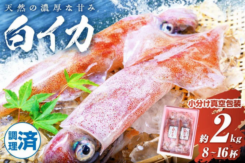 
            BBQに最適！ 白イカ（ケンサキイカ） 調理済み 正味2kg入り（8～16匹） ※小分け真空包装　UO01227
          