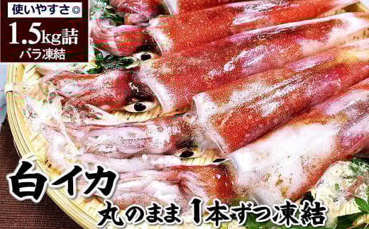 兵庫県新温泉町　白イカ(冷凍)約1.5kg(5-8杯程度入)