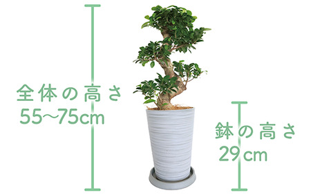 1月上旬～発送【観葉植物】ガジュマル曲り 昇り龍55cm～75cm(Green Base/030-1392) 南国鹿児島県で育った 観葉植物！植物 鉢付 インテリア 室内 オフィス おしゃれ プレゼン