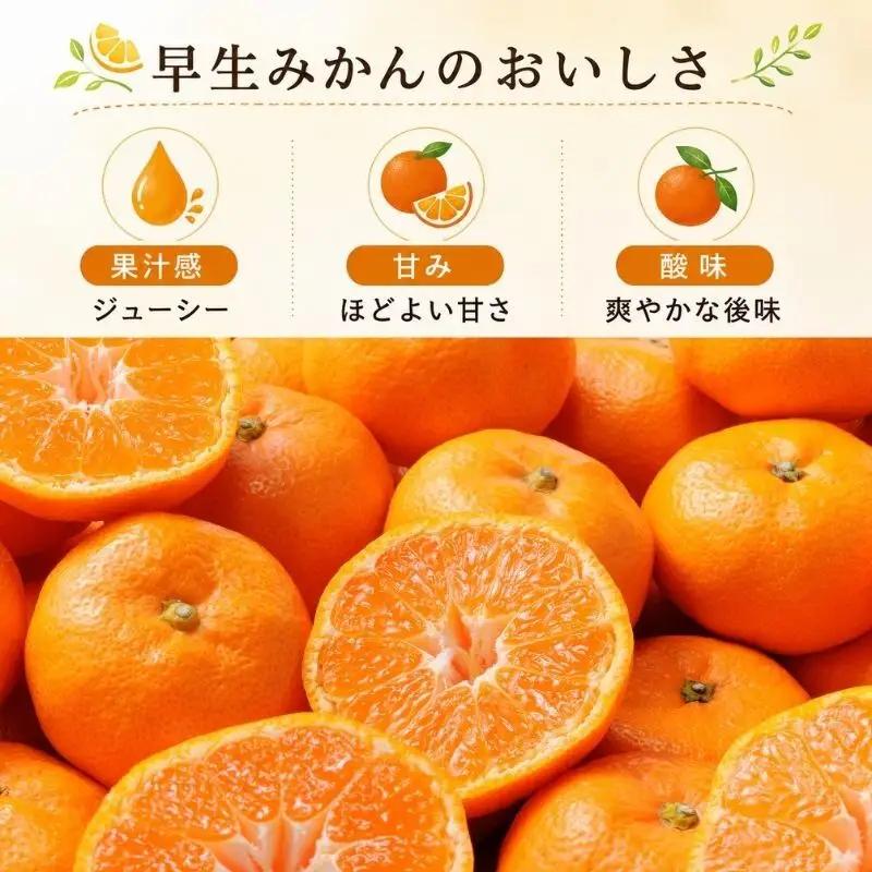 みかん 訳あり 早生 2.5kg 蜜柑 ミカン 果物 くだもの みかん